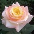 Gloria
